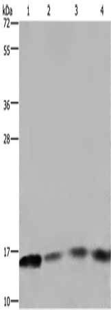 Gel: 10%SDS-PAGE, Lysate: 40 ug, Lane 1-4: Raji cells, 293T cells, mouse spleen tissue, A431 cells, Primary antibody: CSB-PA245862(FIS1 Antibody) at dilution 1/800, Secondary antibody: Goat anti rabbit IgG at 1/8000 dilution, Exposure time: 1 minute