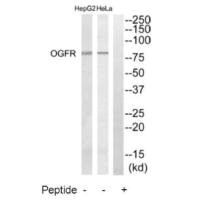 Western blot analysis of extracts from HeLa cells and HepG2 cells, using OGFR antibody.