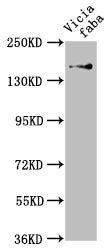 Western Blot Positive WB detected in: Vicia faba leaf tissue All lanes: GLU1 antibody at 1:1000 Secondary Goat polyclonal to rabbit IgG at 1/50000 dilution Predicted band size: 177, 180 kDa Observed band size: 177 kDa