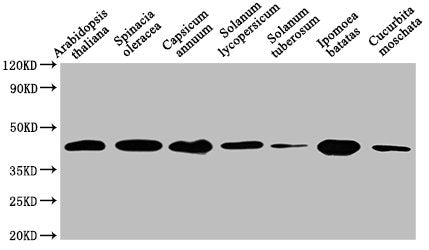 Western Blot Positive WB detected in: Arabidopsis thaliana leaf tissue, Spinacia oleracea leaf tissue, Capsicum annuum leaf tissue, Solanum lycopersicum leaf tissue, Solanum tuberosum leaf tissue, Ipomoea batatas leaf tissue, Cucurbita moschata le...