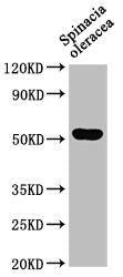 Western Blot Positive WB detected in: Spinacia oleracea leaf tissue All lanes: SUN1 antibody at 1:1000 Secondary Goat polyclonal to rabbit IgG at 1/50000 dilution Predicted band size: 52 kDa Observed band size: 52 kDa