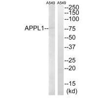 Western blot analysis of extracts from A549 cells, using APPL1 antibody.