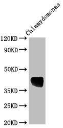 Western Blot Positive WB detected in: Chlamydomonas tissue All lanes: AOX1 antibody at 1:2000 Secondary Goat polyclonal to rabbit IgG at 1/50000 dilution Predicted band size: 39 kDa Observed band size: 39 kDa