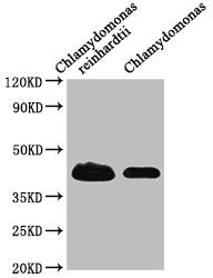 Western Blot Positive WB detected in: Chlamydomonas reinhardtii tissue, Chlamydomonas tissue All lanes: RB38 antibody at 1:1000 Secondary Goat polyclonal to rabbit IgG at 1/50000 dilution Predicted band size: 45 kDa Observed band size: 45 kDa