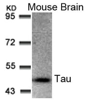 Western blot analysis of extracts from Mouse Brain tissue using Tau(Ab-205) Antibody.