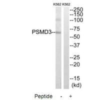 Western blot analysis of extracts from K562 cells, using PSMD3 antibody.