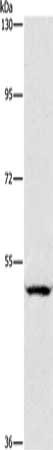 Gel: 8%SDS-PAGE, Lysate: 40 ug, Lane: A549 cells, Primary antibody: CSB-PA248219(SIGLEC7 Antibody) at dilution 1/950, Secondary antibody: Goat anti rabbit IgG at 1/8000 dilution, Exposure time: 2 minutes