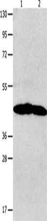Gel: 10+12%SDS-PAGE, Lysate: 40 ug, Lane 1-2: Jurkat cells, 231 cells, Primary antibody: CSB-PA248420(NTSR1 Antibody) at dilution 1/1200, Secondary antibody: Goat anti rabbit IgG at 1/8000 dilution, Exposure time: 5 minutes