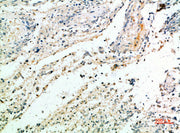 Immunohistochemical analysis of paraffin-embedded human-brain, antibody was diluted at 1:200