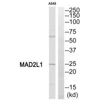 Western blot analysis of extracts from A549 cells, using MAD2L1 antibody.