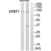 Western blot analysis of extracts from HepG2 cells and K562 cells, using CHSY1 antibody.