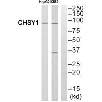 Western blot analysis of extracts from HepG2 cells and K562 cells, using CHSY1 antibody.