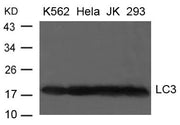 Western blot analysis of extract from K-562, Hela, JK and 293 cells using LC3 Antibody