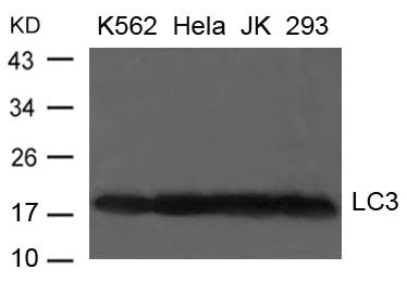 Western blot analysis of extract from K-562, Hela, JK and 293 cells using LC3 Antibody