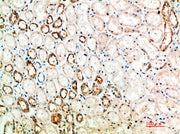 Immunohistochemical analysis of paraffin-embedded human-kidney, antibody was diluted at 1:200