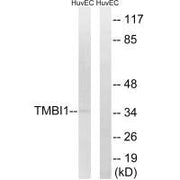 Western blot analysis of extracts from HuvEc cells, using TMBIM1 antibody.