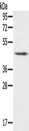 Gel: 8%SDS-PAGE, Lysate: 40 ug, Lane: K562 cells, Primary antibody: CSB-PA253412(PLTP Antibody) at dilution 1/200, Secondary antibody: Goat anti rabbit IgG at 1/8000 dilution, Exposure time: 5 minutes