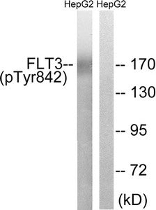 Western blot analysis of extracts from HepG2 cells treated with EGF using FLT3 (Phospho-Tyr842)) Antibody.The lane on the right is treated with the antigen-specific peptide.