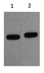 Western blot analysis of mCherry Recombinant protein using diluted at 1) 1:5000 2) 1:10000.