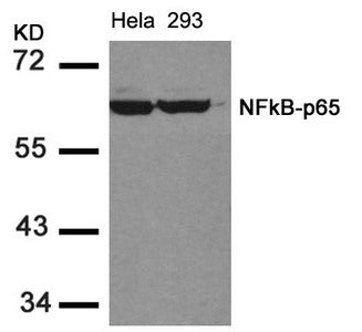 Western blot analysis of extracts from Hela and 293 cells using NFkB-p65(Ab-536) Antibody.