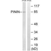 Western blot analysis of extracts from HT-29 cells, using PNN antibody.