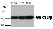 Western blot analysis of extracts from HL60, HT29 and 293 cells using GSK3-alpha;/β(Ab-279/216) Antibody.
