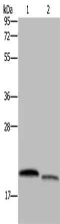 Gel: 10%SDS-PAGE, Lysate: 40 ug, Lane 1-2: Hela cells, 231 cells, Primary antibody: CSB-PA256263(RHEB Antibody) at dilution 1/350, Secondary antibody: Goat anti rabbit IgG at 1/8000 dilution, Exposure time: 40 seconds