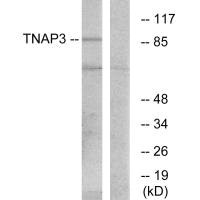 Western blot analysis of extracts from RAW264.7 cells, using TNAP3 antibody.