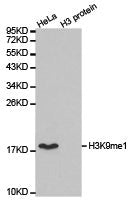 Western blot analysis of extracts of HeLa cell line and H3 protein expressed in E.coli., using H3K9me1 antibody.