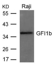 Western blot analysis of extracts from Raji cells using GFI1b Antibody.