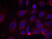 Immunofluorescence staining of methanol-fixed HeLa cells using NF-kappa;B p105 (phospho-Ser893) antibody.