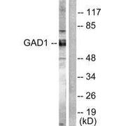 Western blot analysis of extracts from mouse brain cells, using GAD1/2 antibody.