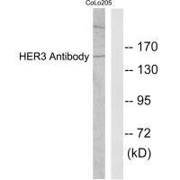 Western blot analysis of extracts from COLO205 cells, using HER3 antibody.