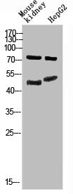 Western Blot analysis of mouse-kidney, hepg2 cells using Antibody diluted at 800. Secondary antibody was diluted at 1:20000