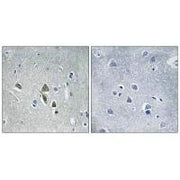 Immunohistochemistry analysis of paraffin-embedded human brain tissue using OAZ1 antibody.