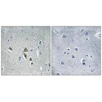 Immunohistochemistry analysis of paraffin-embedded human brain tissue using OAZ1 antibody.