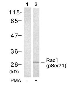 Western blot analysis of extracts from 293 cells untreated(lane 1) or treated with PMA(lane 2) using Rac1(Phospho-Ser71) Antibody.