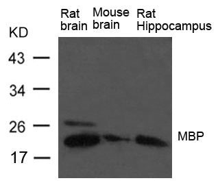 Western blot analysis of extract from Rat brain, Mouse brain and Rat hippocampus Tissue using MBP Antibody