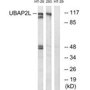 Western blot analysis of extracts from HT-29 cells and 293 cells, using UBAP2L antibody.