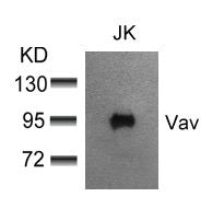 Western blot analysis of extracts from JK cells using Vav(Ab-174) Antibody.