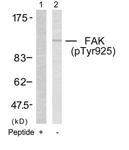 Western blot analysis of extracts from 293 cells using FAK(Phospho-Tyr925) Antibody(Lane 2) and the same antibody preincubated with blocking peptide(Lane1).