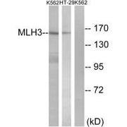 Western blot analysis of extracts from K562 cells and HT-29 cells, using MLH3 antibody.