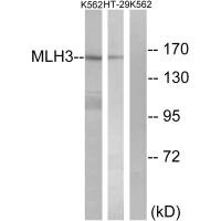 Western blot analysis of extracts from K562 cells and HT-29 cells, using MLH3 antibody.