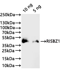 Western Blot Positive WB detected in: recombinant protein All lanes:RISBZ1 Antibody at 1:1000 Secondary Goat polyclonal to rabbit IgG at 1/20000 dilution Predicted band size: 28.9 kDa Observed band size: 39 kDa