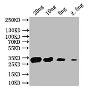 Western Blot Positive WB detected in: recombinant protein All lanes: acnA Antibody at 1:1000 Secondary Goat polyclonal to rabbit IgG at 1/50000 dilution Predicted band size: 32 kDa Observed band size: 32 kDa