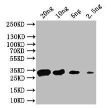 Western Blot Positive WB detected in: recombinant protein All lanes: acnA Antibody at 1:1000 Secondary Goat polyclonal to rabbit IgG at 1/50000 dilution Predicted band size: 32 kDa Observed band size: 32 kDa
