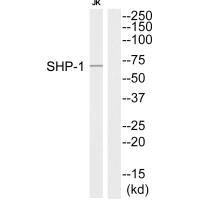 Western blot analysis of extracts from Jurkat cells, using SHP-1 (Ab-564) antibody.