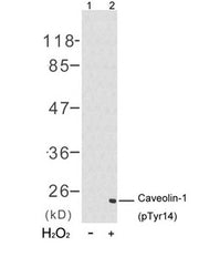 Western blot analysis of extracts from 3T3 cells untreated(lane 1) or treated with H2O2(lane 2) using Caveolin-1(Phospho-Tyr14) Antibody.