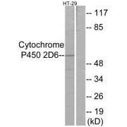 Western blot analysis of extracts from HT-29 cells, using Cytochrome P450 2D6 antibody.