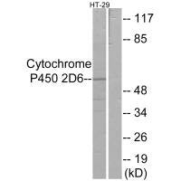 Western blot analysis of extracts from HT-29 cells, using Cytochrome P450 2D6 antibody.